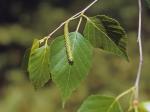 Betula papyrifera Marshall