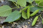 Betula papyrifera Marshall