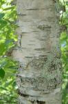 Betula papyrifera Marshall