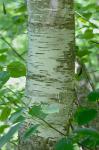 Betula papyrifera Marshall