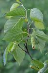 Betula papyrifera Marshall