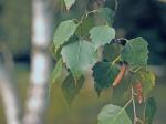 Betula pendula Roth
