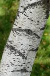 Betula populifolia Marsh.