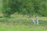 Betula populifolia Marsh.