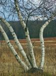 Betula populifolia Marsh.