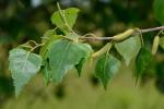 Betula populifolia Marsh.