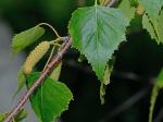 Betula populifolia Marsh.