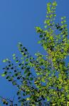 Betula lenta L. var. uber Ashe