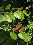 Betula lenta L. var. uber Ashe