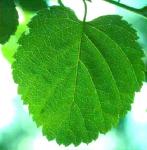 Betula lenta L. var. uber Ashe