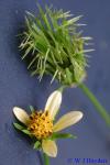 Bidens pilosa L.