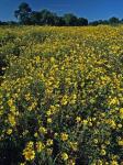 Bidens polylepis Blake