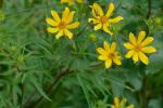 Bidens polylepis Blake