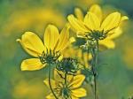 Bidens polylepis Blake