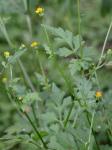 Bidens bipinnata L.