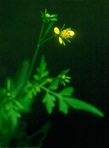 Bidens bipinnata L.