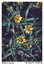 Bidens cernua L.