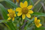 Bidens cernua L.