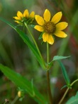 Bidens cernua L.