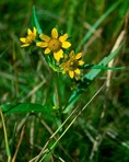 Bidens cernua L.