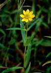 Bidens cernua L.