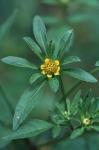 Bidens comosa (Gray) Wiegand