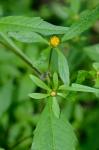 Bidens connata Muhl. ex Willd.