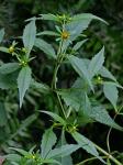 Bidens connata Muhl. ex Willd.