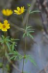 Bidens trichosperma (Michx.) Britt.