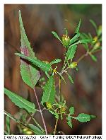 Bidens discoidea (Torr. & Gray) Britt.