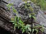Bidens discoidea (Torr. & Gray) Britt.