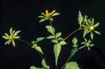 Bidens frondosa L.