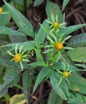 Bidens frondosa L.