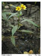 Bidens laevis (L.) B.S.P.