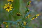 Bidens laevis (L.) B.S.P.
