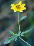 Bidens trichosperma (Michx.) Britt.