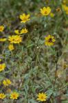 Bidens trichosperma (Michx.) Britt.