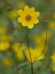 Bidens trichosperma (Michx.) Britt.