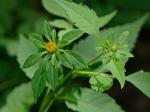 Bidens vulgata Greene