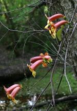 Bignonia capreolata L.