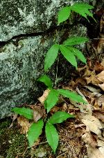 Bignonia capreolata L.