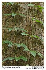 Bignonia capreolata L.