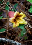 Bignonia capreolata L.