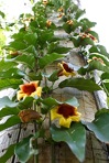 Bignonia capreolata L.