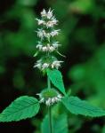 Blephilia hirsuta (Pursh) Benth.