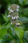 Blephilia hirsuta (Pursh) Benth.