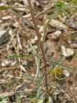 Borodinia burkii (Porter) P.J. Alexander & Windham