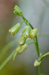 Borodinia laevigata (Muhl. ex Willd.) P.J. Alexander & Windham