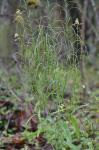 Borodinia laevigata (Muhl. ex Willd.) P.J. Alexander & Windham