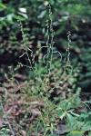 Borodinia serotina (Steele) P.J. Alexander & Windham